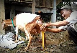 Kambing Melahirkan Kembar Belajar Bermain Dengan Anak Seperti Manusia